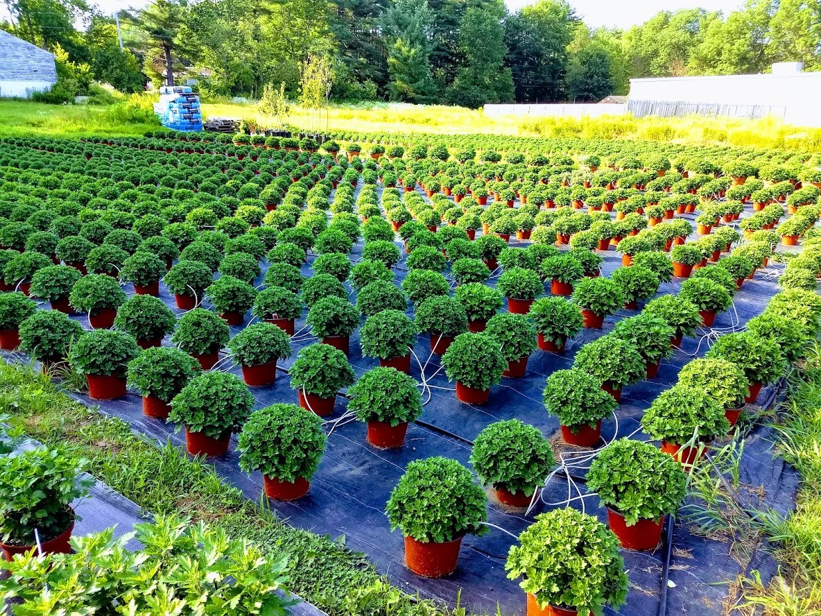 Home Farmfield Greenhouses 367 Carl Broggi Hwy Lebanon Maine